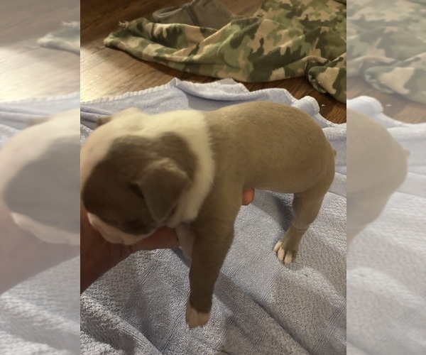 Medium Photo #3 Boston Terrier Puppy For Sale in HOWELL, NJ, USA