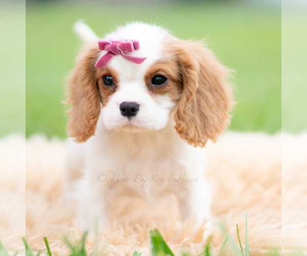 Medium Photo #5 Cavalier King Charles Spaniel Puppy For Sale in WARSAW, IN, USA
