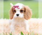 Small #4 Cavalier King Charles Spaniel