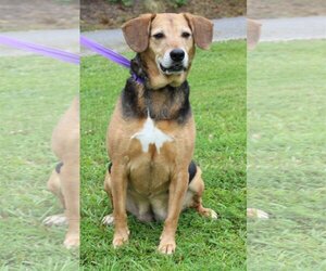 Beagle-Unknown Mix Dogs for adoption in Prattville, AL, USA