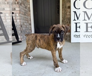 Boxer Puppy for sale in GREENFIELD, IN, USA
