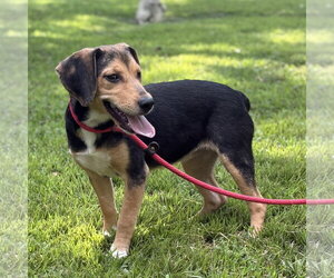 CLOVER - Female Beagle Dog for Adoption - Photo #2