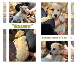 Australian Cattle Dog-Great Pyrenees Mix Puppy for sale in MONETA, VA, USA