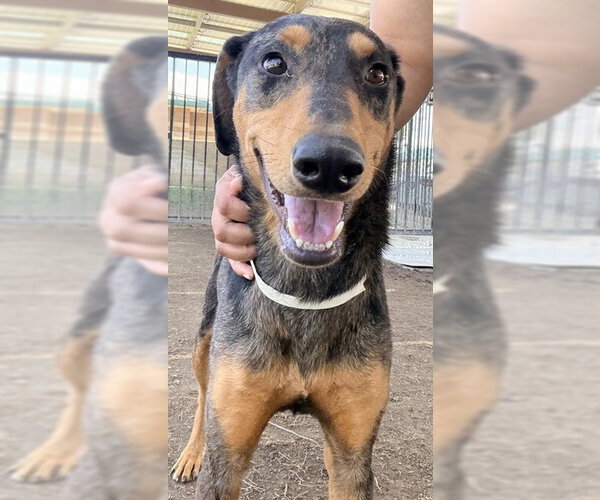 Medium Photo #1 Australian Shepherd-Doberman Pinscher Mix Puppy For Sale in Riverside, CA, USA