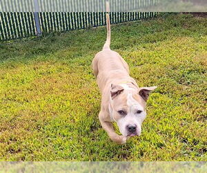 American Pit Bull Terrier Dogs for adoption in Springfield, MA, USA