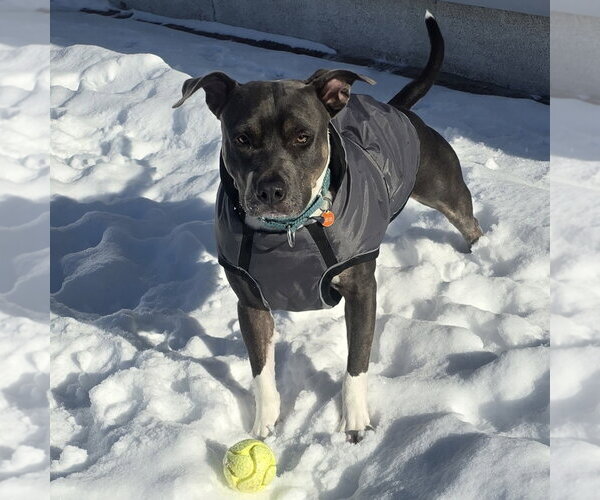 Medium Photo #6 Mutt Puppy For Sale in Fargo, ND, USA