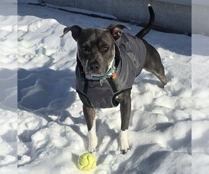 Gayle - Female Mutt Dog for Adoption - Photo #6