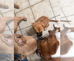 Small Photo #4 American Pit Bull Terrier-Unknown Mix Puppy For Sale in Germantown, OH, USA