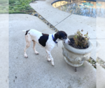 Small #2 German Shorthaired Pointer