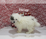 Small #20 Poodle (Toy)