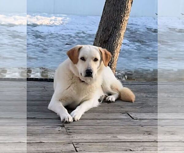 Medium Photo #4 Labrenees Puppy For Sale in Croydon, NH, USA