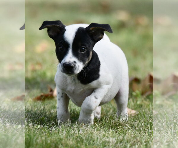 Medium Photo #2 Jackshund Puppy For Sale in Mechanicsburg, PA, USA