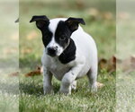 Small Photo #2 Jackshund Puppy For Sale in Mechanicsburg, PA, USA