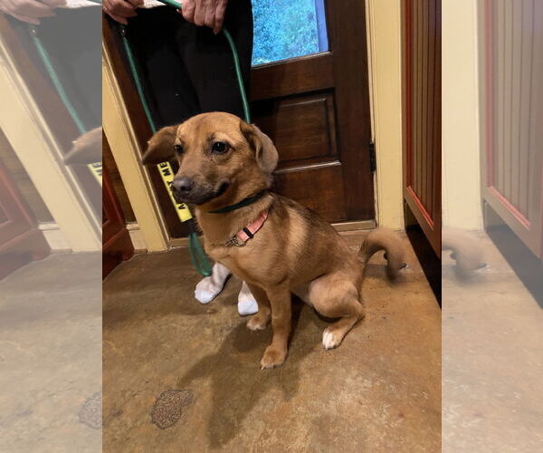 Medium Photo #1 Corgi German Shepherd Puppy For Sale in McDonough, GA, USA