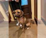 Small German Shepherd Dog-Pembroke Welsh Corgi Mix