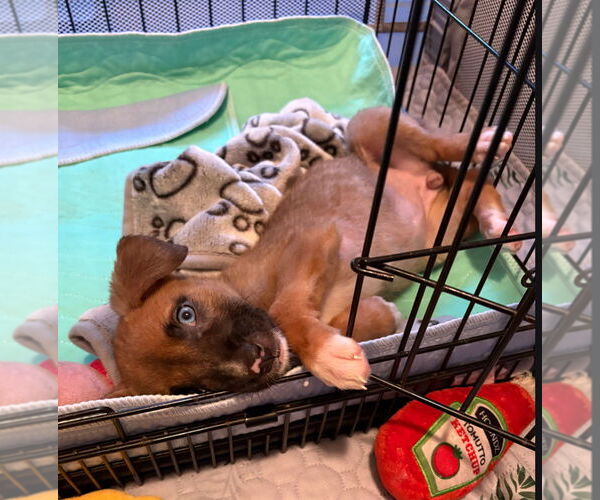 Medium Photo #2 American Staffordshire Terrier-Siberian Husky Mix Puppy For Sale in Raleigh, NC, USA