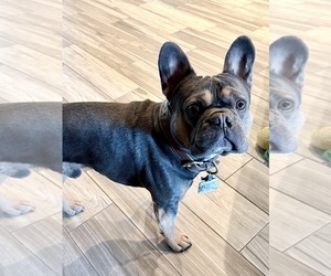 Father of the French Bulldog puppies born on 02/23/2026