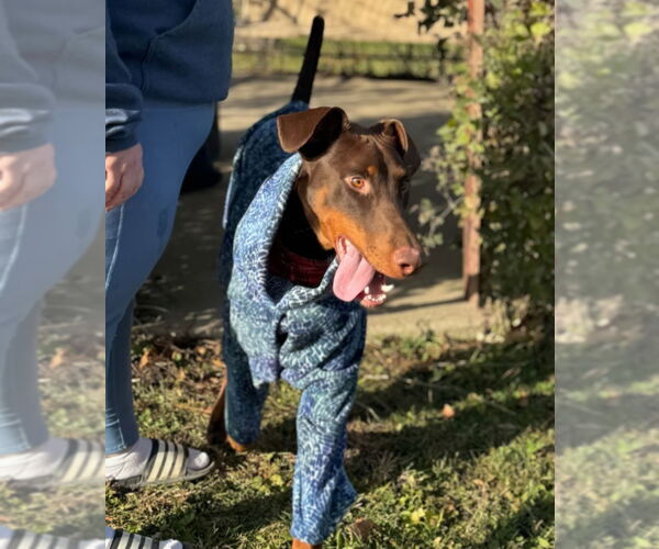 Medium Photo #18 Doberman Pinscher Puppy For Sale in Buffalo, MN, USA