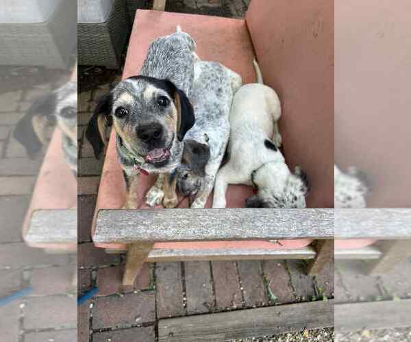 Medium Photo #4 Mutt Puppy For Sale in Springdale, PA, USA