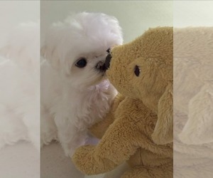 Maltese Puppy for Sale in CLERMONT, Florida USA