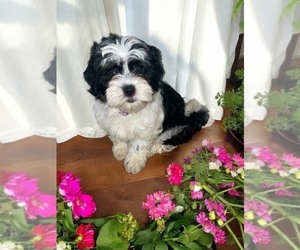 Havashu Puppy for sale in NOVI, MI, USA