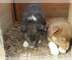 Small Photo #32 Australian Shepherd Puppy For Sale in LEWISBURG, TN, USA