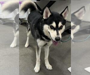 Siberian Husky Dogs for adoption in Forestville, MD, USA