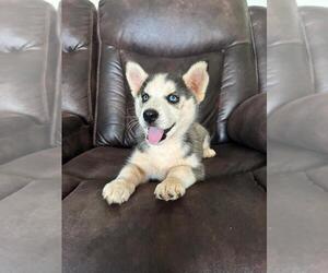 Siberian Husky Puppy for sale in INMAN, SC, USA