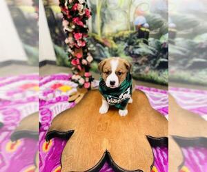 Mutt Dogs for adoption in Globe, AZ, USA