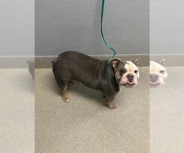Medium Photo #1 Bulldog-Unknown Mix Puppy For Sale in Las Vegas, NV, USA