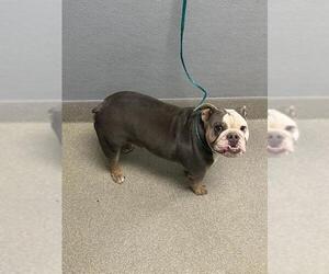 Bulldog-Unknown Mix Dogs for adoption in Las Vegas, NV, USA
