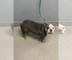 RAZZY - Female Bulldog-Unknown Mix Dog for Adoption - Small photo