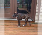 Small #2 Plott Hound