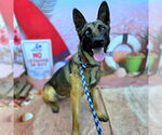 Small #1 German Shepherd Dog Mix