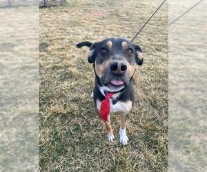 Australian Kelpie-Rottweiler Mix Dogs for adoption in Ogden, UT, USA
