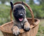 Puppy Nova Belgian Malinois