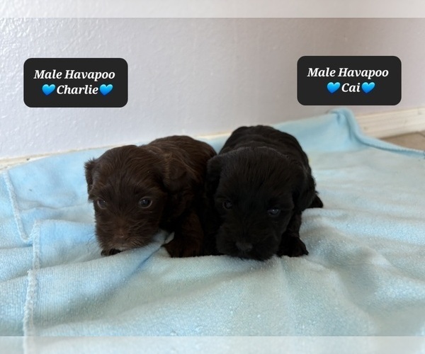 Medium Photo #4 Poovanese Puppy For Sale in TUCSON, AZ, USA