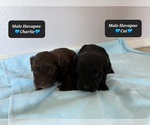 Small #3 Poovanese