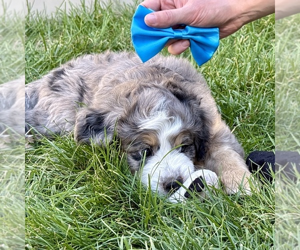Medium Photo #5 Bernedoodle (Miniature) Puppy For Sale in ROY, UT, USA