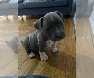American Bully Puppy for sale in BROOKLYN, NY, USA