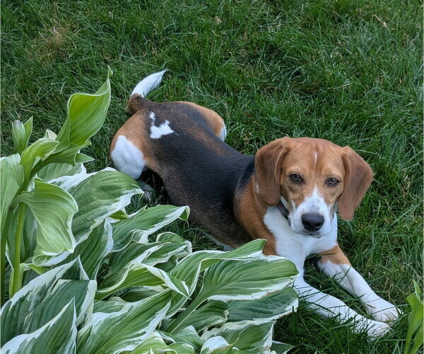 Medium Photo #2 Beagle Puppy For Sale in Andover, MN, USA