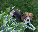 Small #1 Beagle