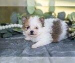 Small #2 Pomeranian