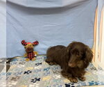 Small #2 Dachshund