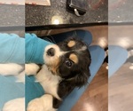 Small Photo #6 Cavalier King Charles Spaniel Puppy For Sale in SAINT CLOUD, MN, USA