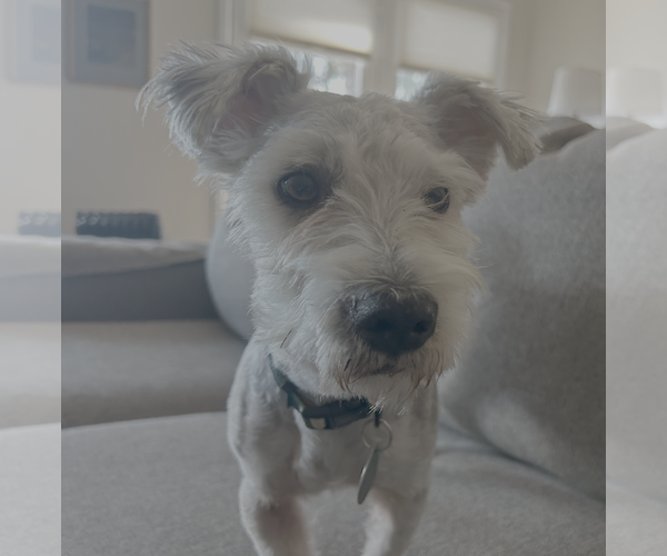 Medium Photo #1 Maltipoo (Miniature) Puppy For Sale in Bellevue, WA, USA