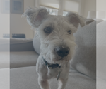 Small Maltipoo (Miniature)