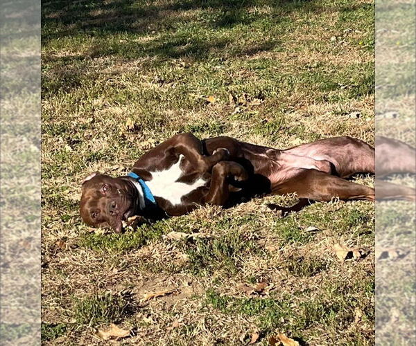 Medium Photo #5 Mutt Puppy For Sale in Evansville, IN, USA