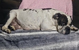 Mother of the English Bulldogge puppies born on 10/14/2017