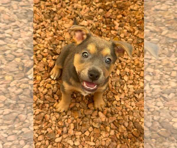 Medium Photo #9 Jack Russell Terrier-Staffordshire Bull Terrier Mix Puppy For Sale in Cave Creek, AZ, USA
